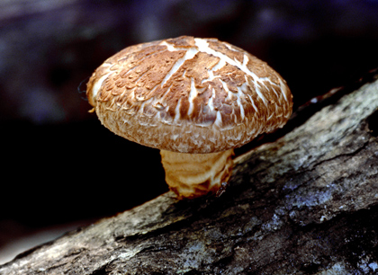 Perfume Mushroom