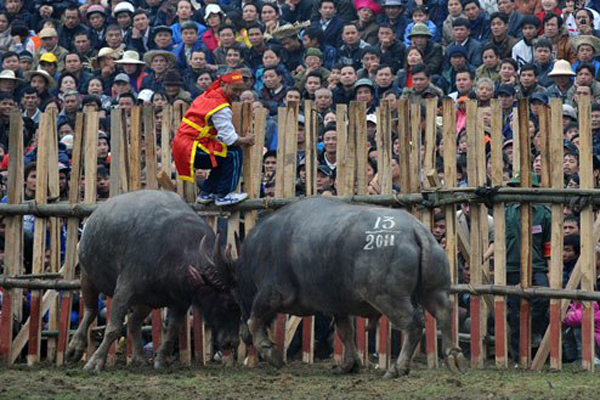 Many audiences watchign buffalo fighting