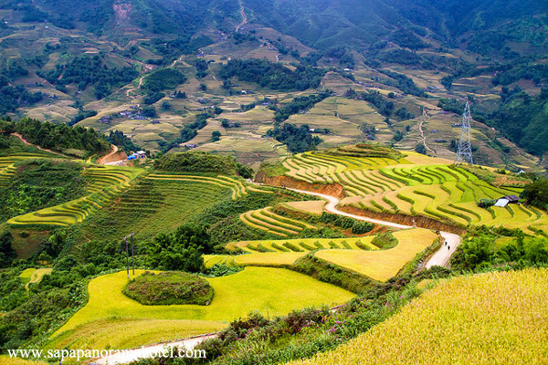 Harvesting season in Lao Chai village