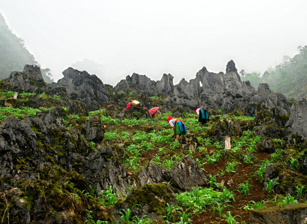 Dong Van Plateau