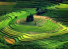 Terraced rice fields in Y  linh Ho village