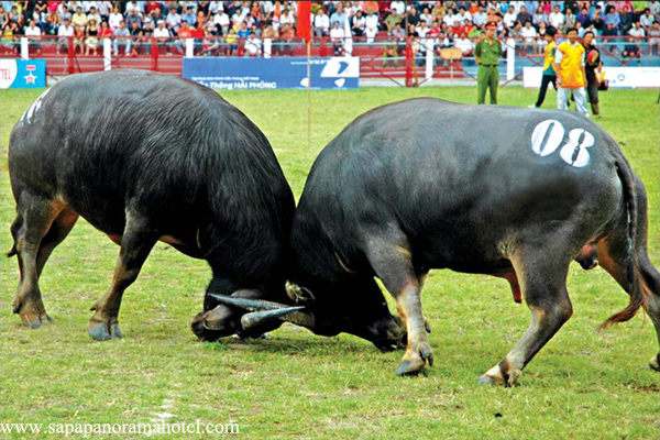 Do Sơn Buffalo Fighting Festival