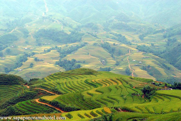 Terraced rice fields