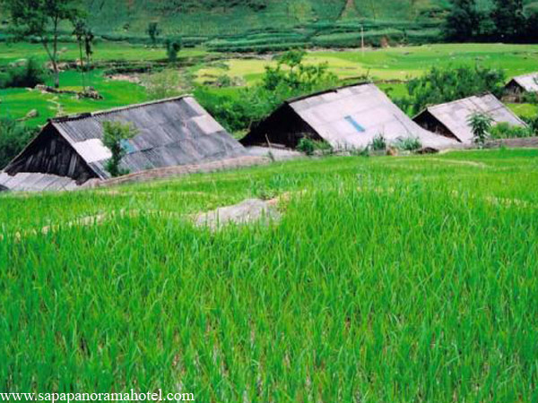 Sapa Budget Tour with Homestay